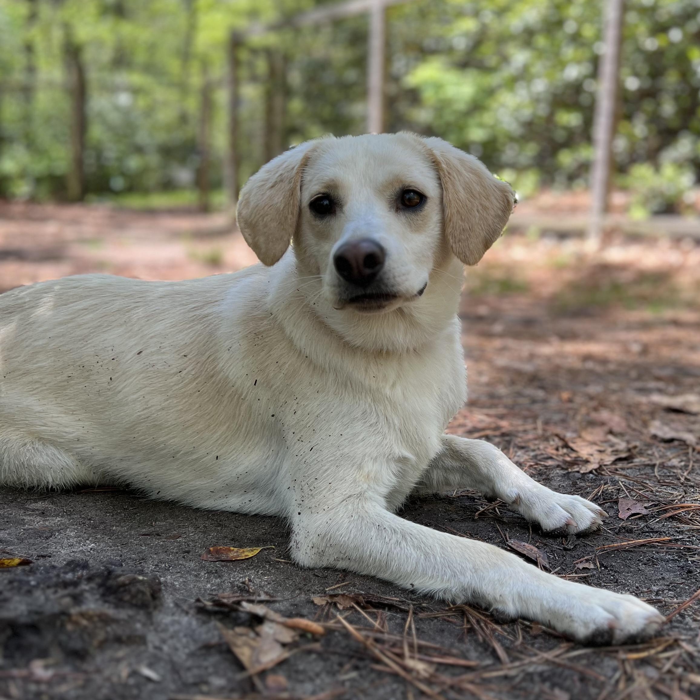Feller, an adoptable mixed breed in Cedar Mountain, NC image 4/6