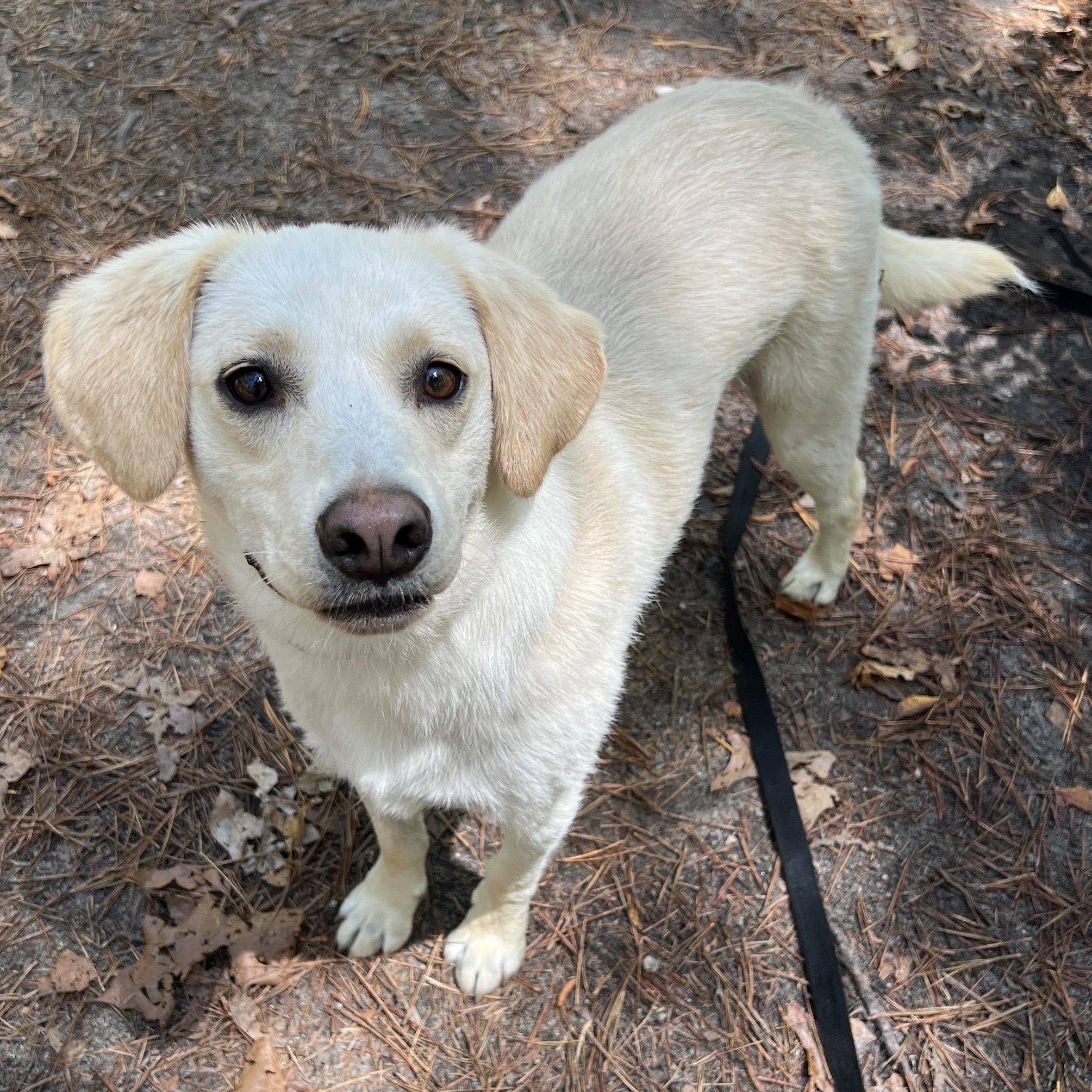 Feller, an adoptable mixed breed in Cedar Mountain, NC image 2/6