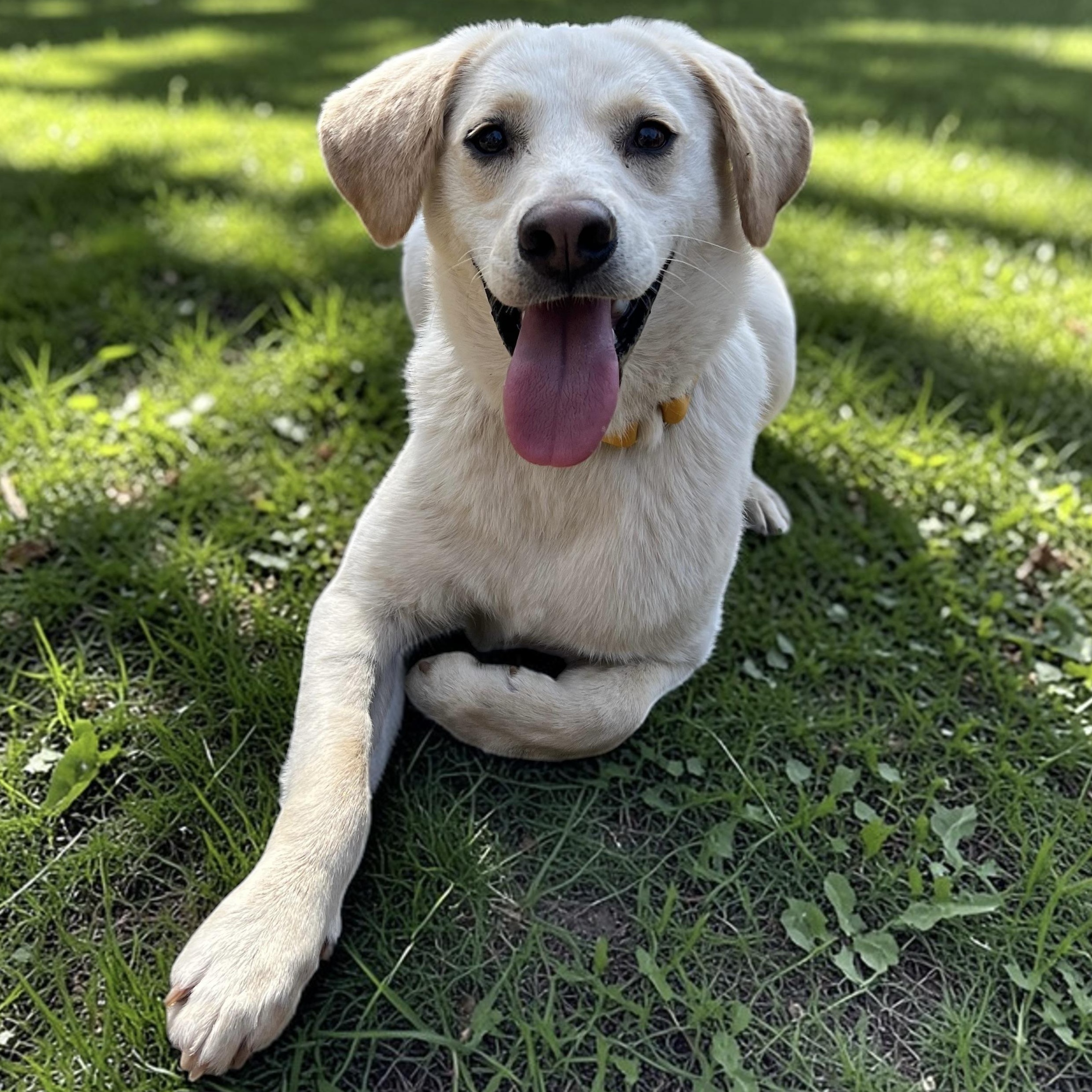 Feller, an adoptable mixed breed in Cedar Mountain, NC image 6/6