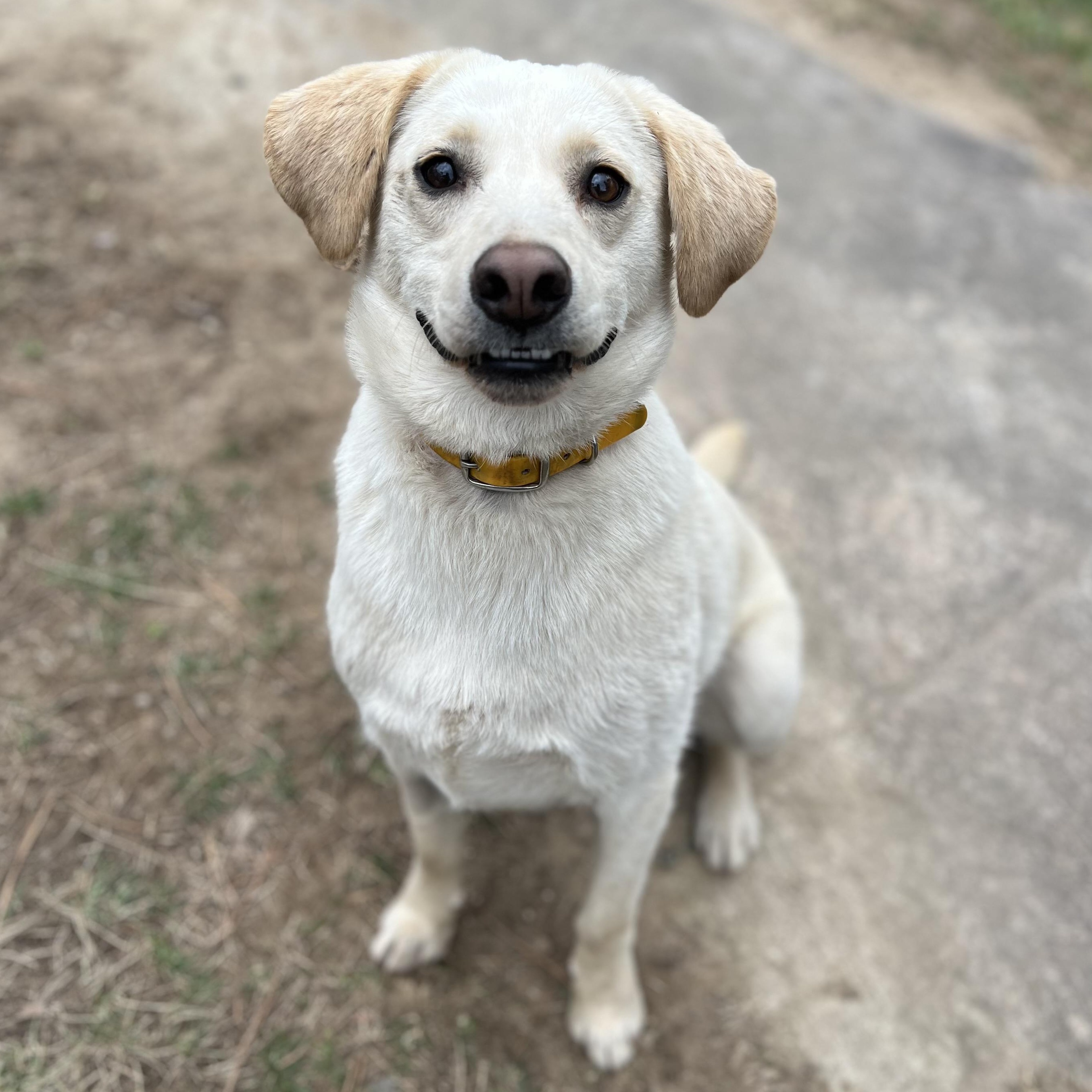 Feller, a ADOPTABLE mixed breed in Cedar Mountain, NC image 4/6