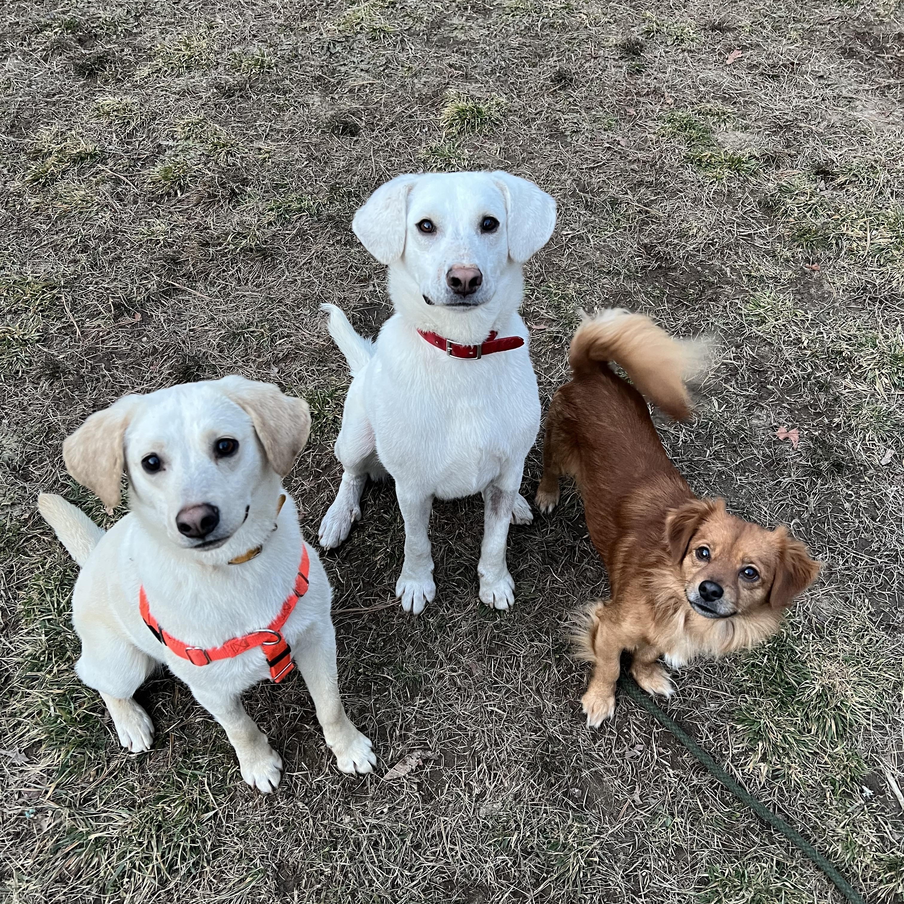 Feller, a ADOPTABLE mixed breed in Cedar Mountain, NC image 2/6