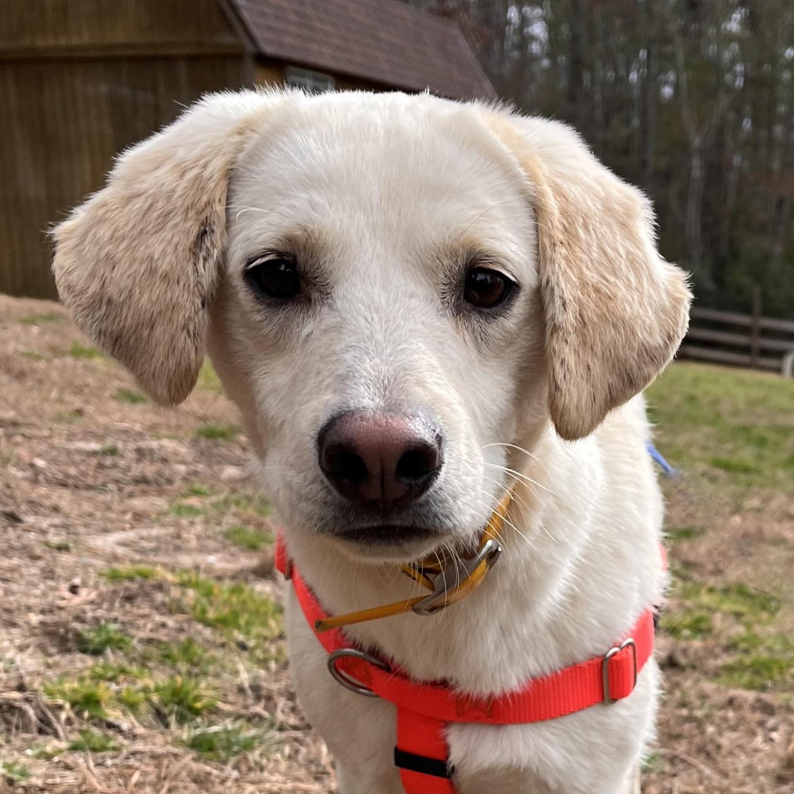 Feller, ADOPTABLE, Young Male Labrador Retriever.