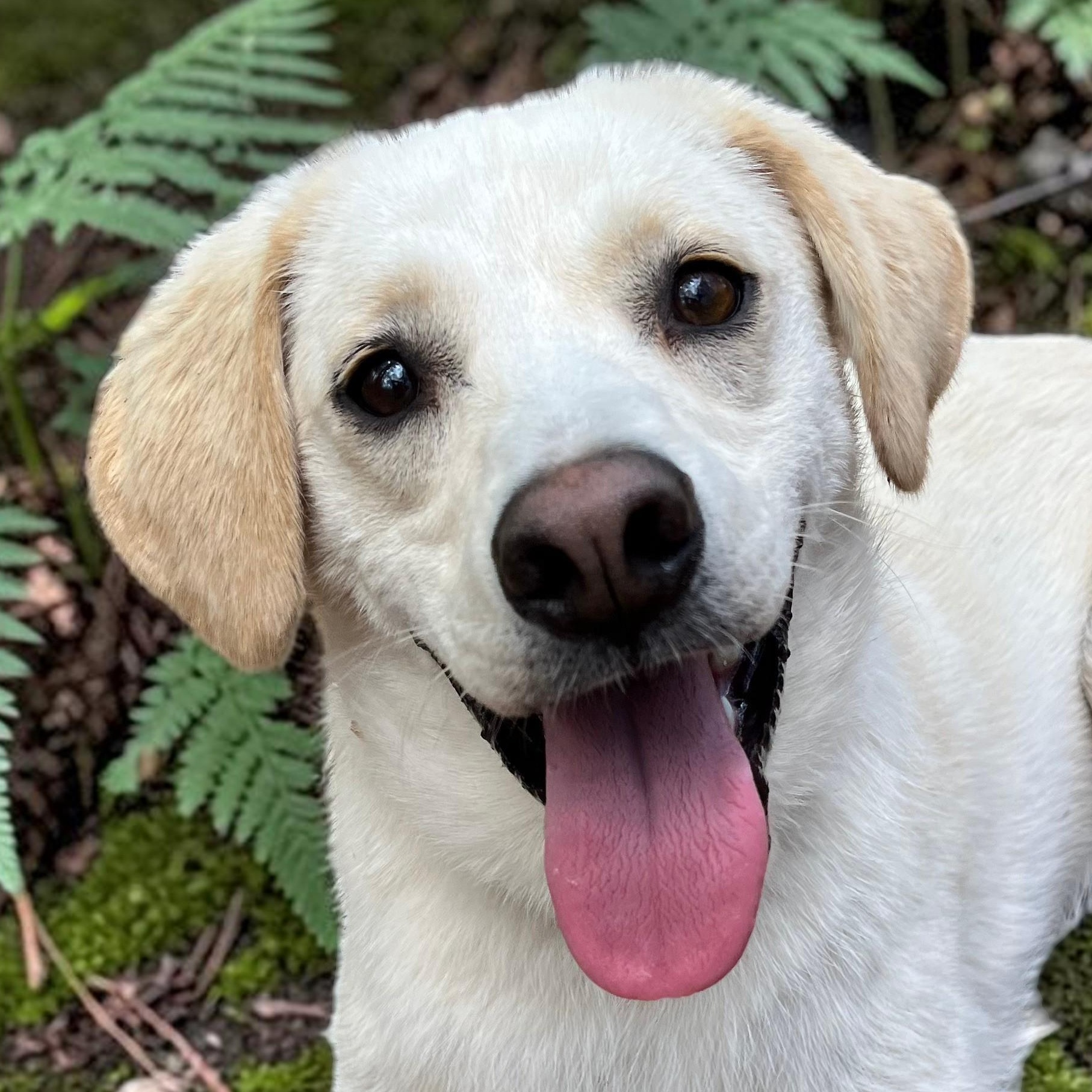Feller, adoptable, Young Male Labrador Retriever.