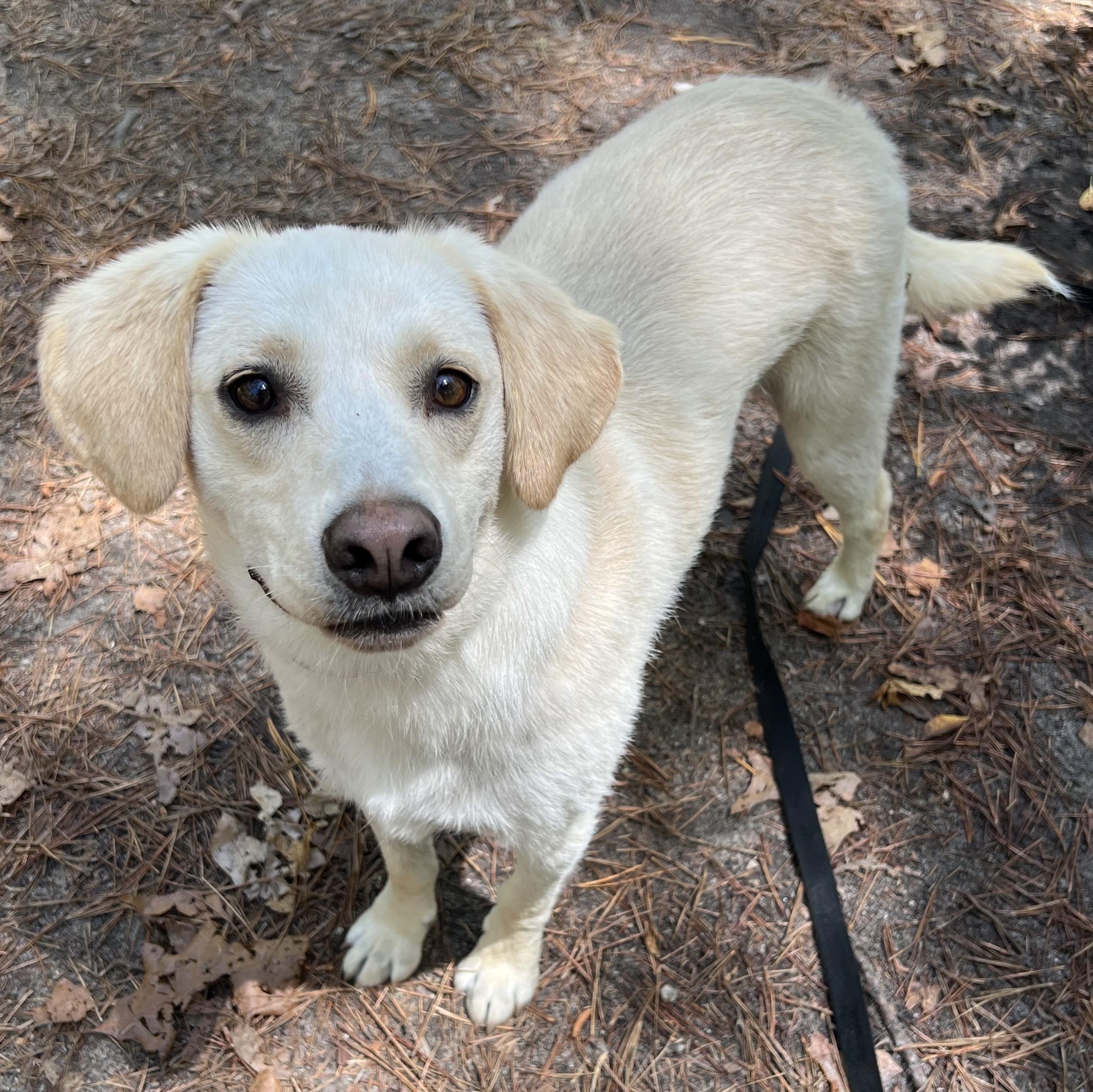 Feller, an adoptable mixed breed in Cedar Mountain, NC image 6/6