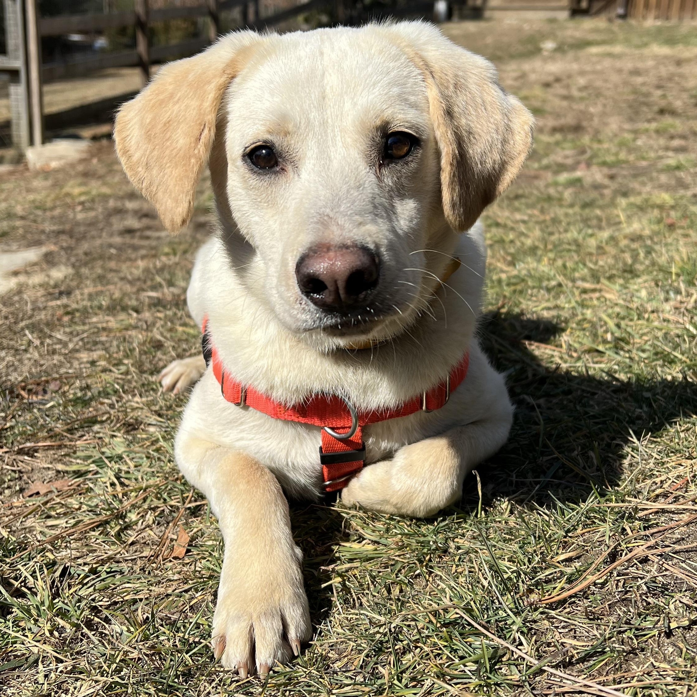 Feller, a ADOPTABLE mixed breed in Cedar Mountain, NC image 5/6