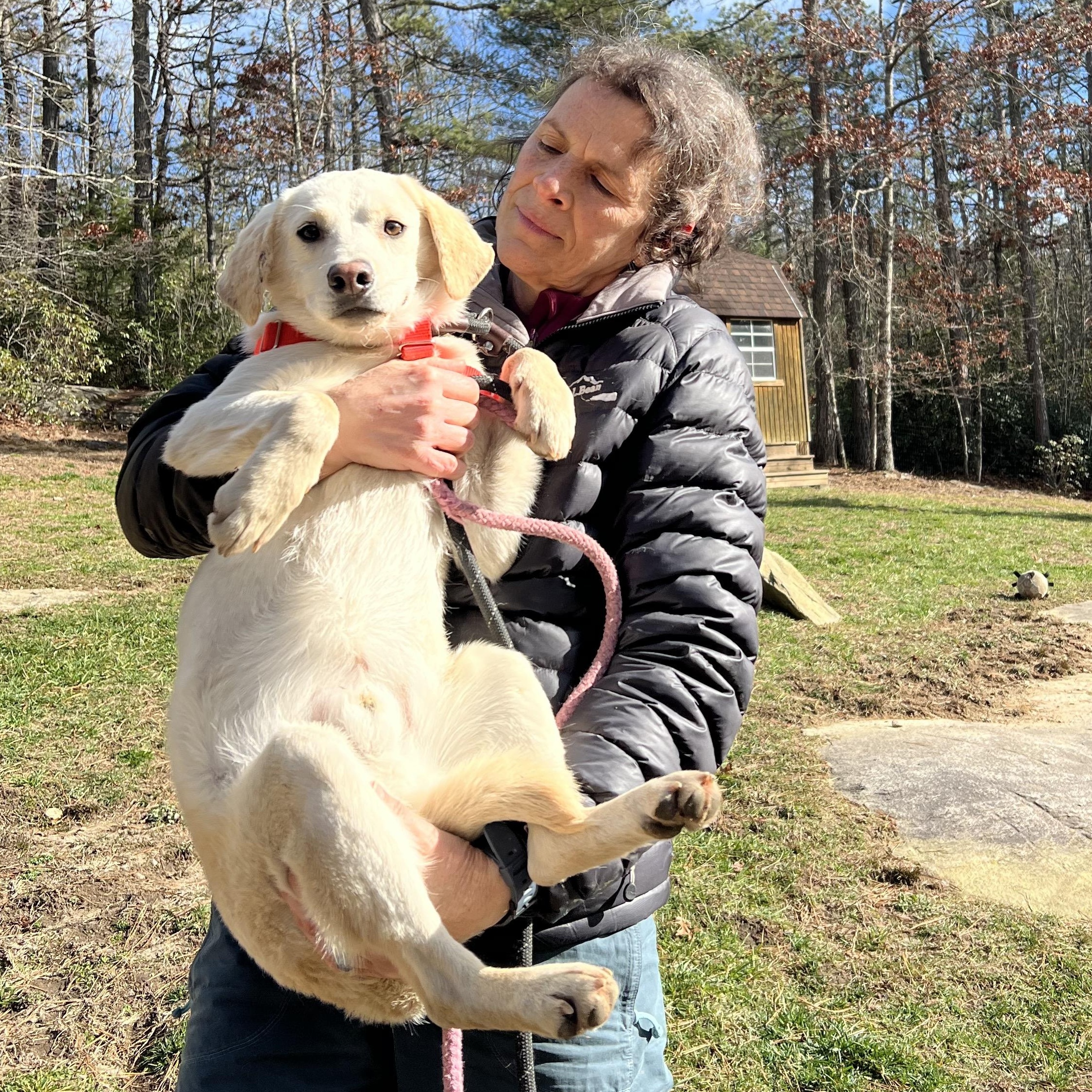 Enlarge Feller, a ADOPTABLE mixed breed in Cedar Mountain, NC image 2/5