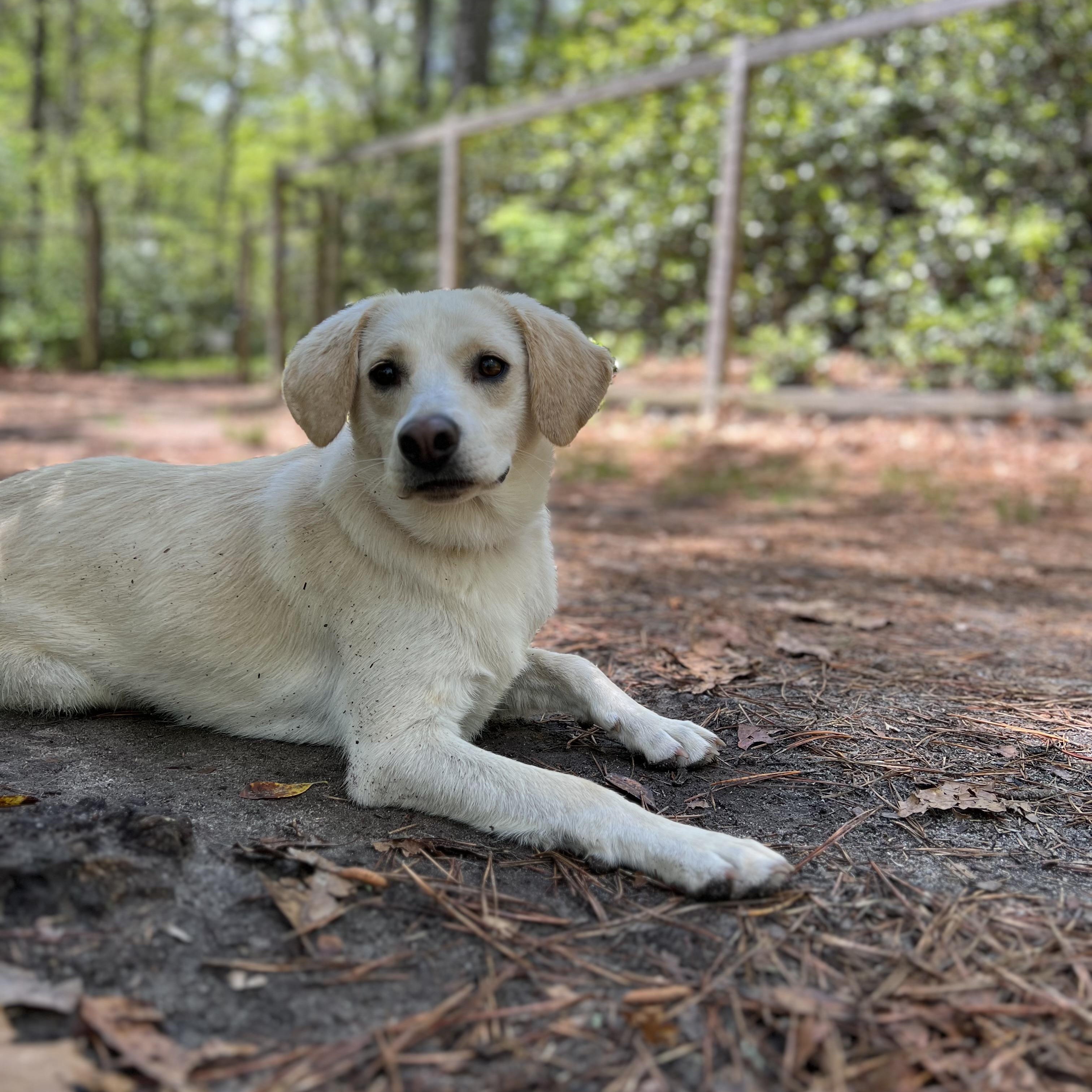 Feller, an adoptable mixed breed in Cedar Mountain, NC image 5/6