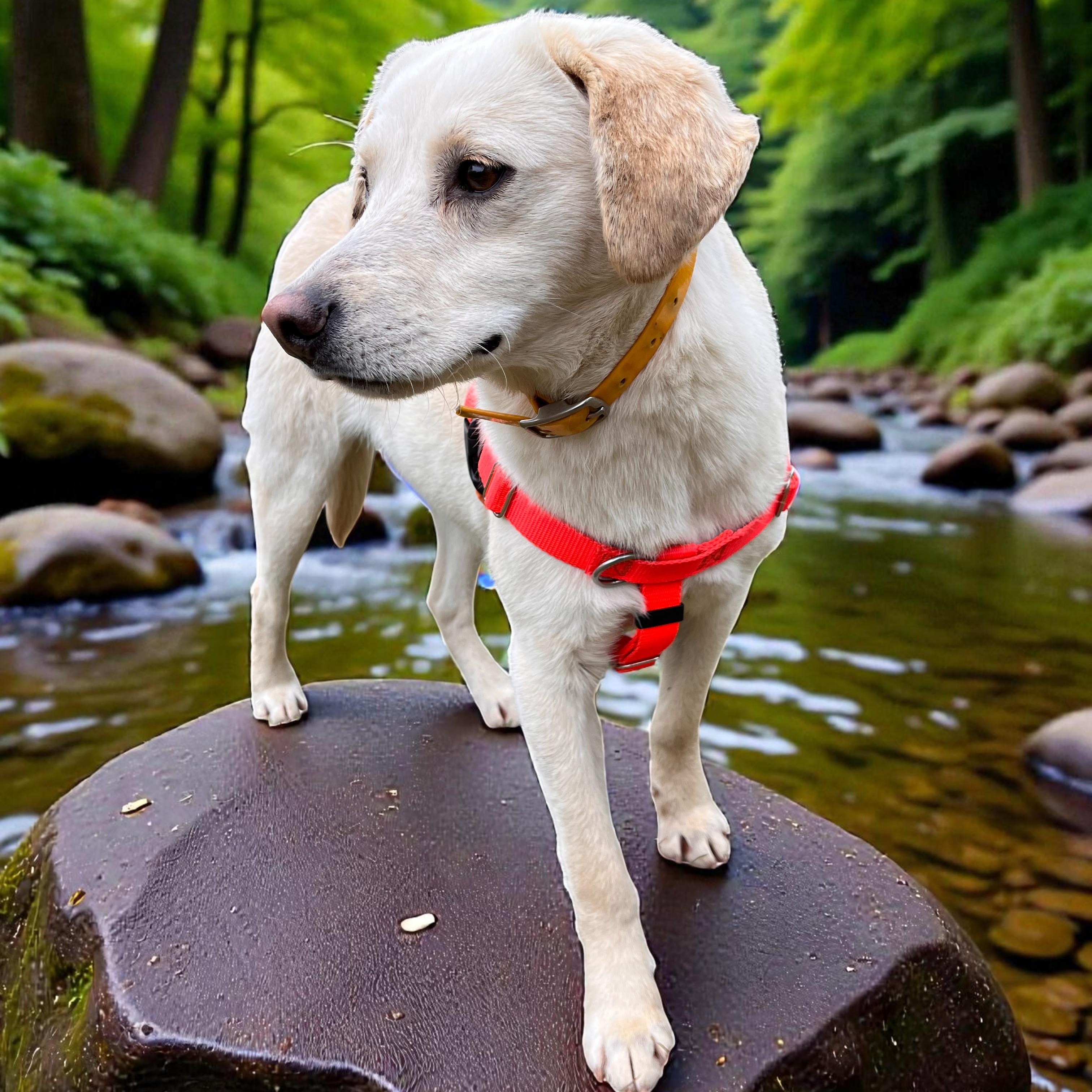Enlarge Feller, a ADOPTABLE mixed breed in Cedar Mountain, NC image 5/5