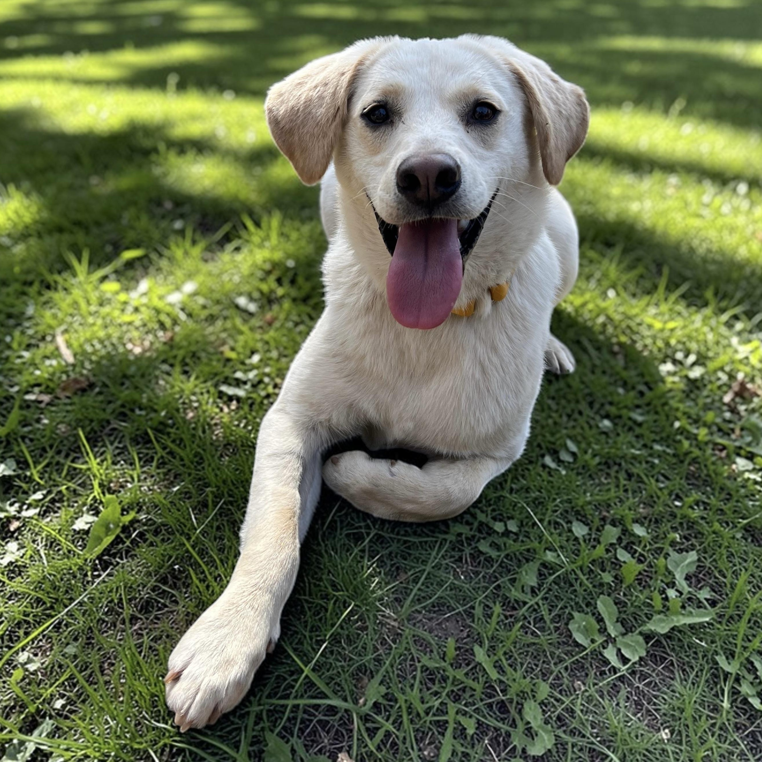 Enlarge Feller, a ADOPTABLE mixed breed in Cedar Mountain, NC image 4/6