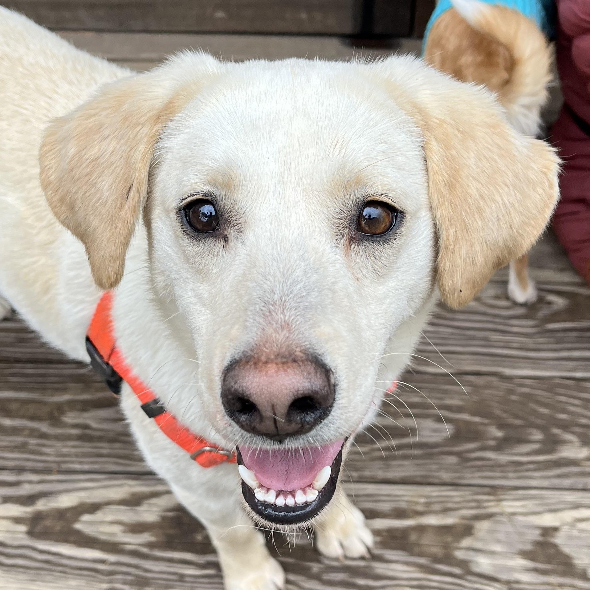Feller, ADOPTABLE, Young Male Labrador Retriever.