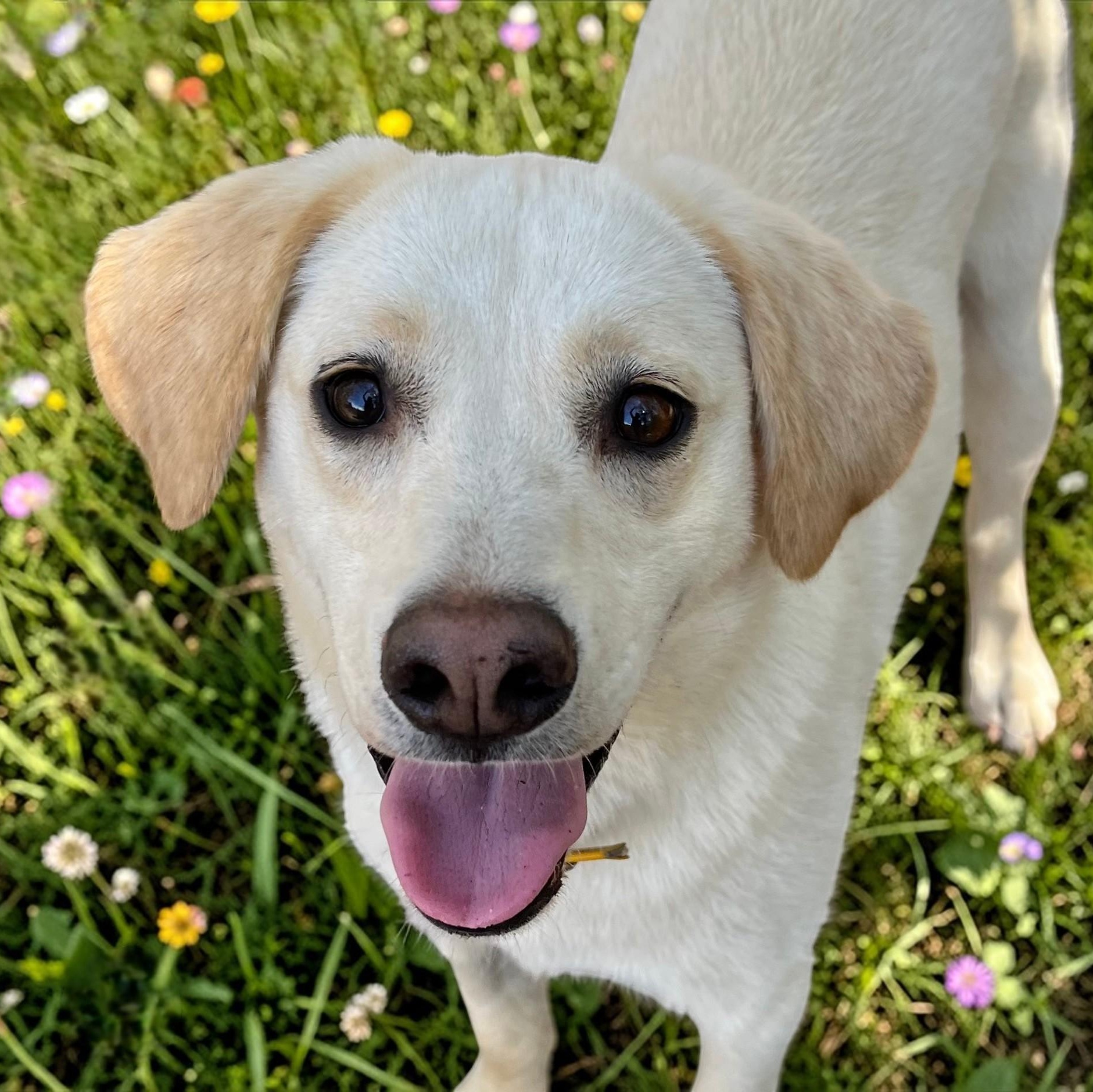 Feller, ADOPTABLE, Young Male Labrador Retriever.