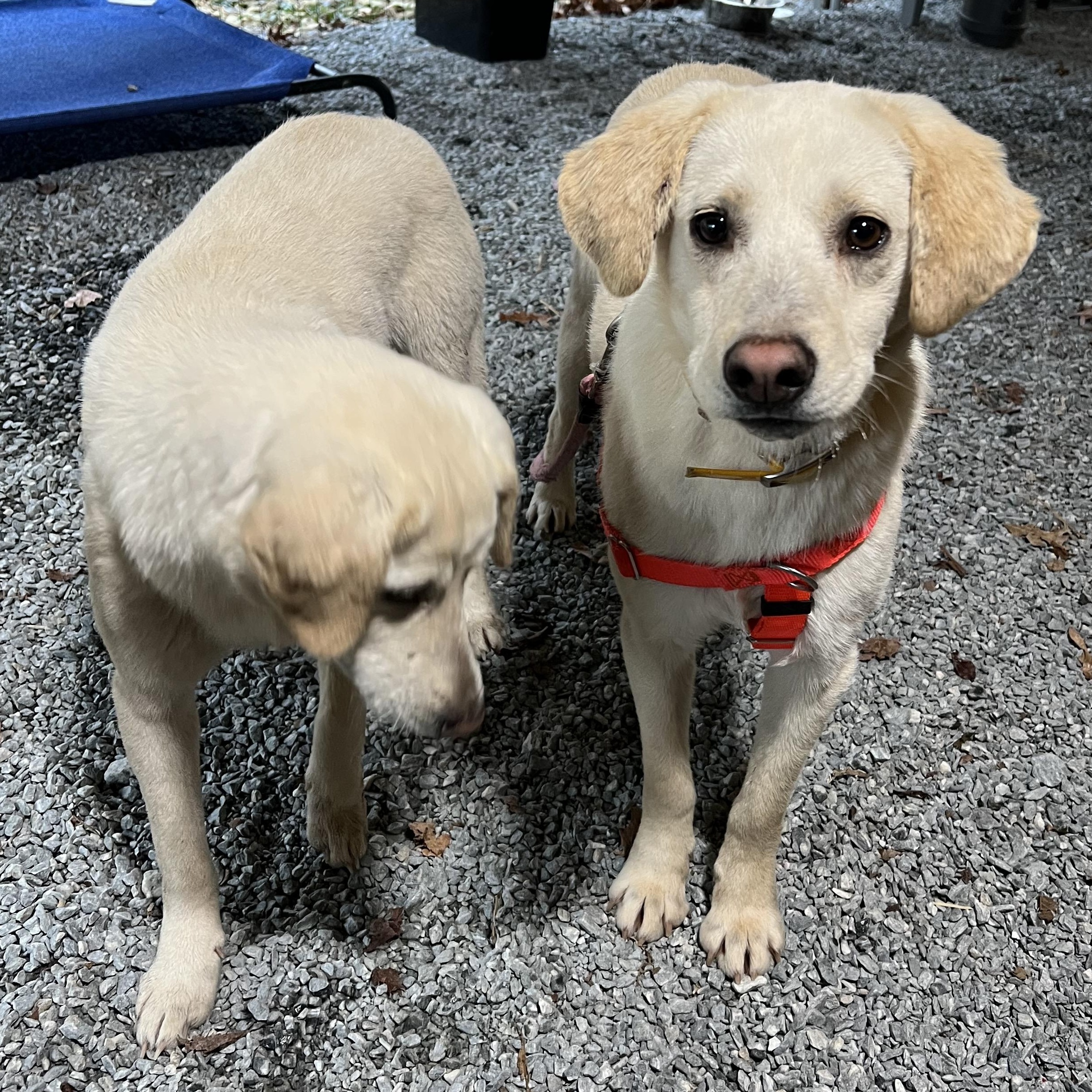 Enlarge Feller, a ADOPTABLE mixed breed in Cedar Mountain, NC image 4/5