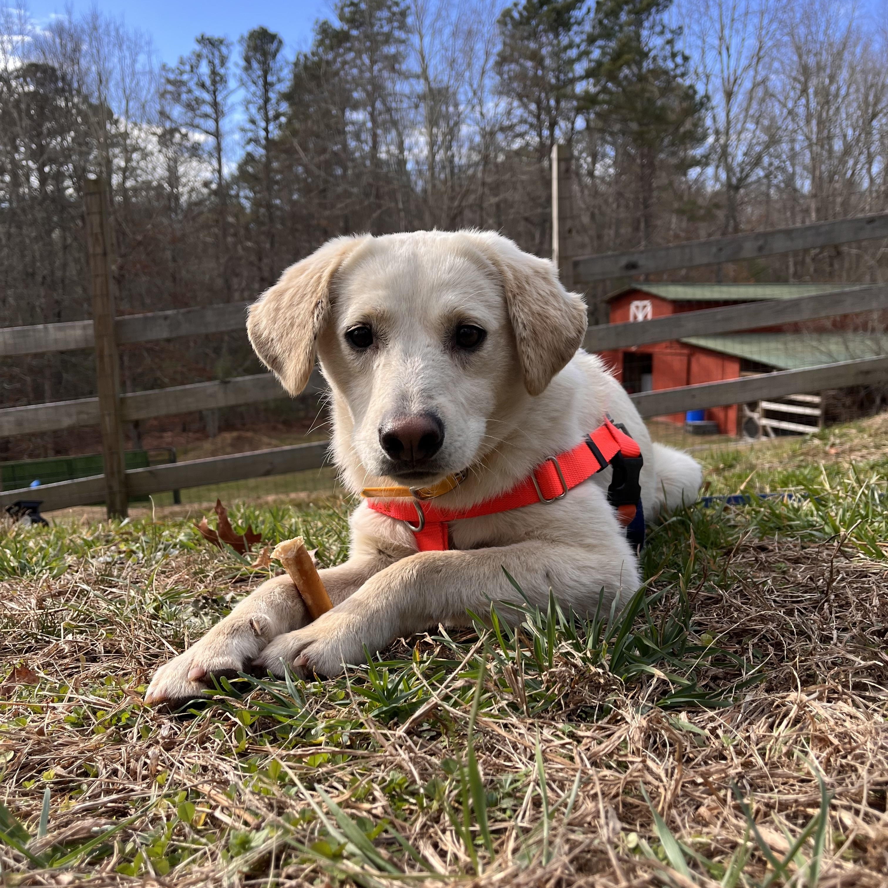 Enlarge Feller, a ADOPTABLE mixed breed in Cedar Mountain, NC image 3/5
