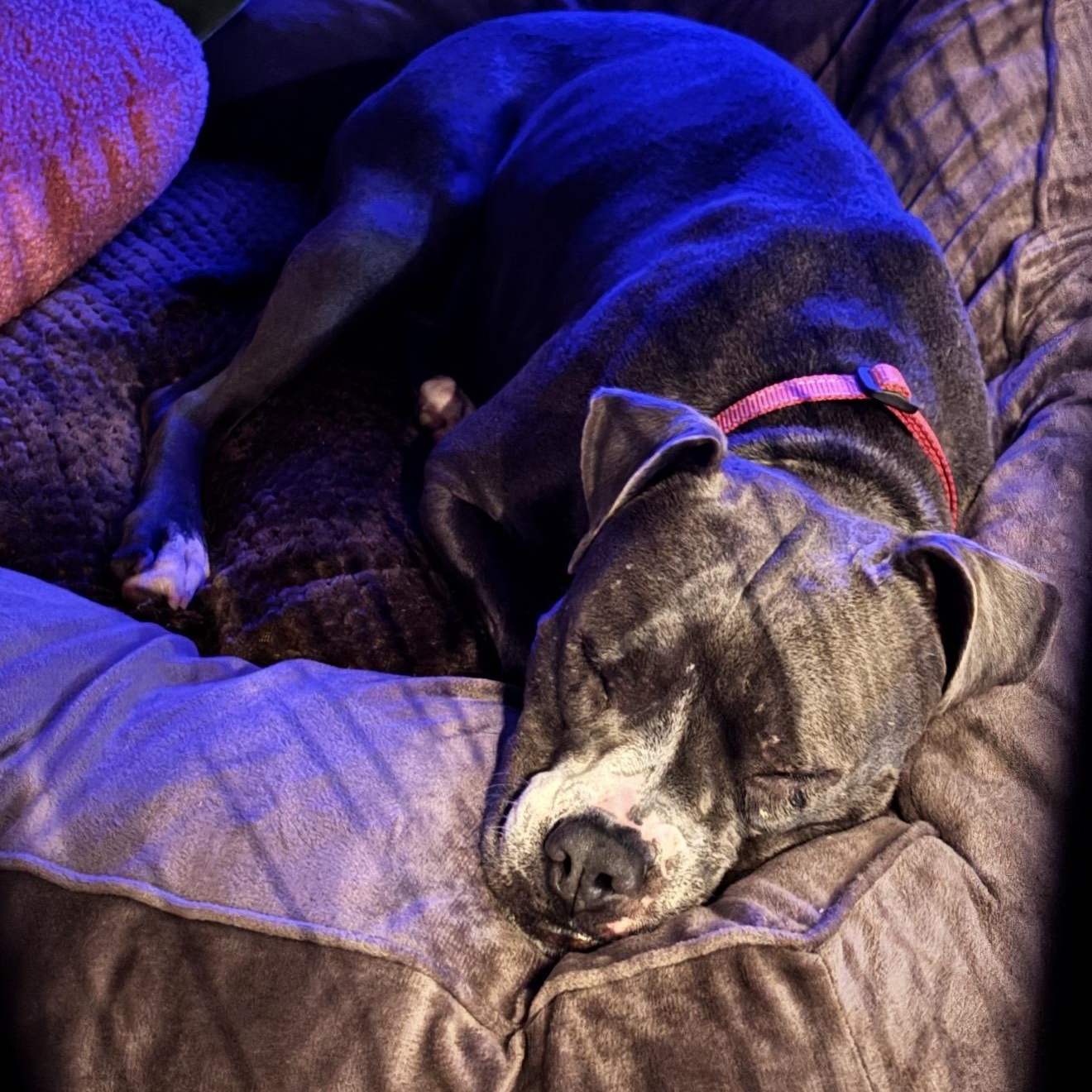 Enlarge Magnolia, a Adoptable mixed breed in Carmel, NY image 3/4