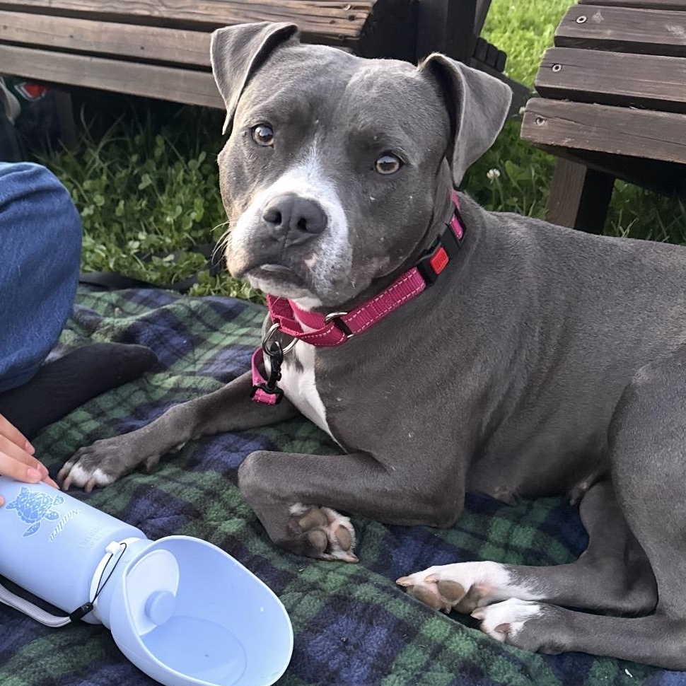 Enlarge Magnolia, a Adoptable mixed breed in Carmel, NY image 2/4