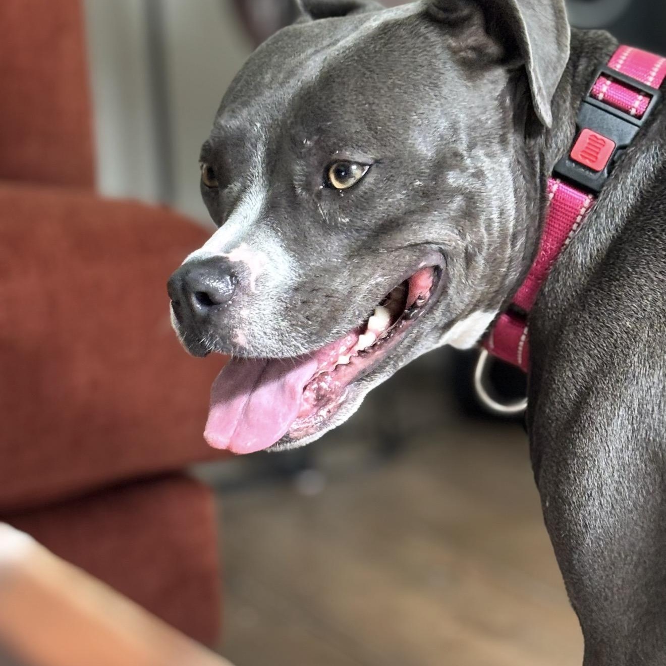 Enlarge Magnolia, a Adoptable mixed breed in Carmel, NY image 4/4