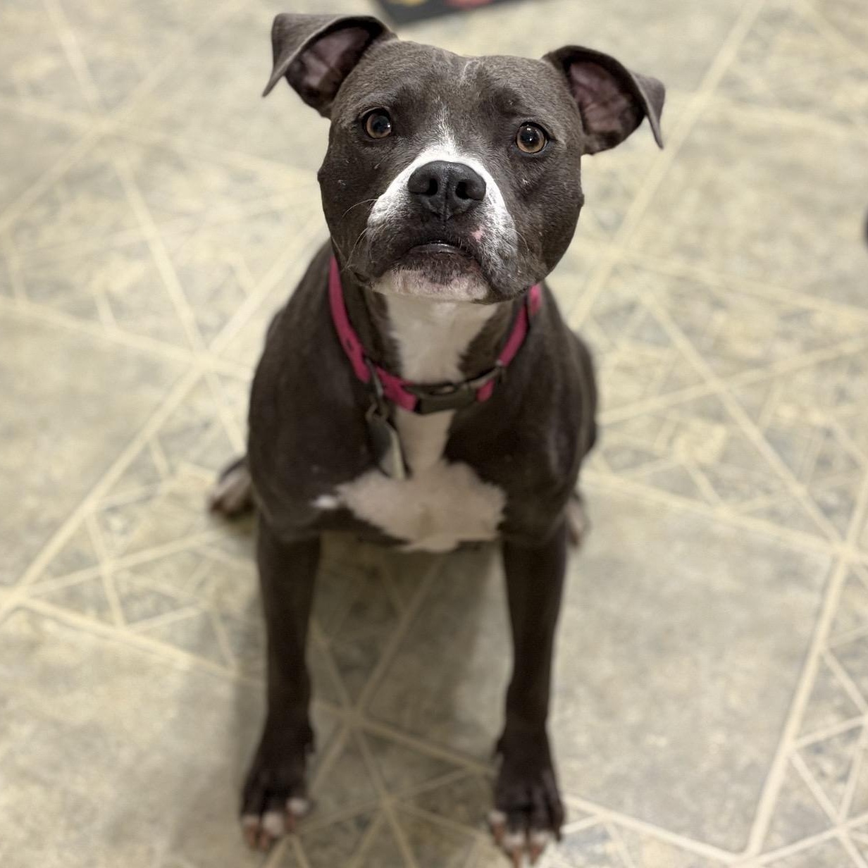 Enlarge Magnolia, a Adoptable mixed breed in Carmel, NY image 1/4