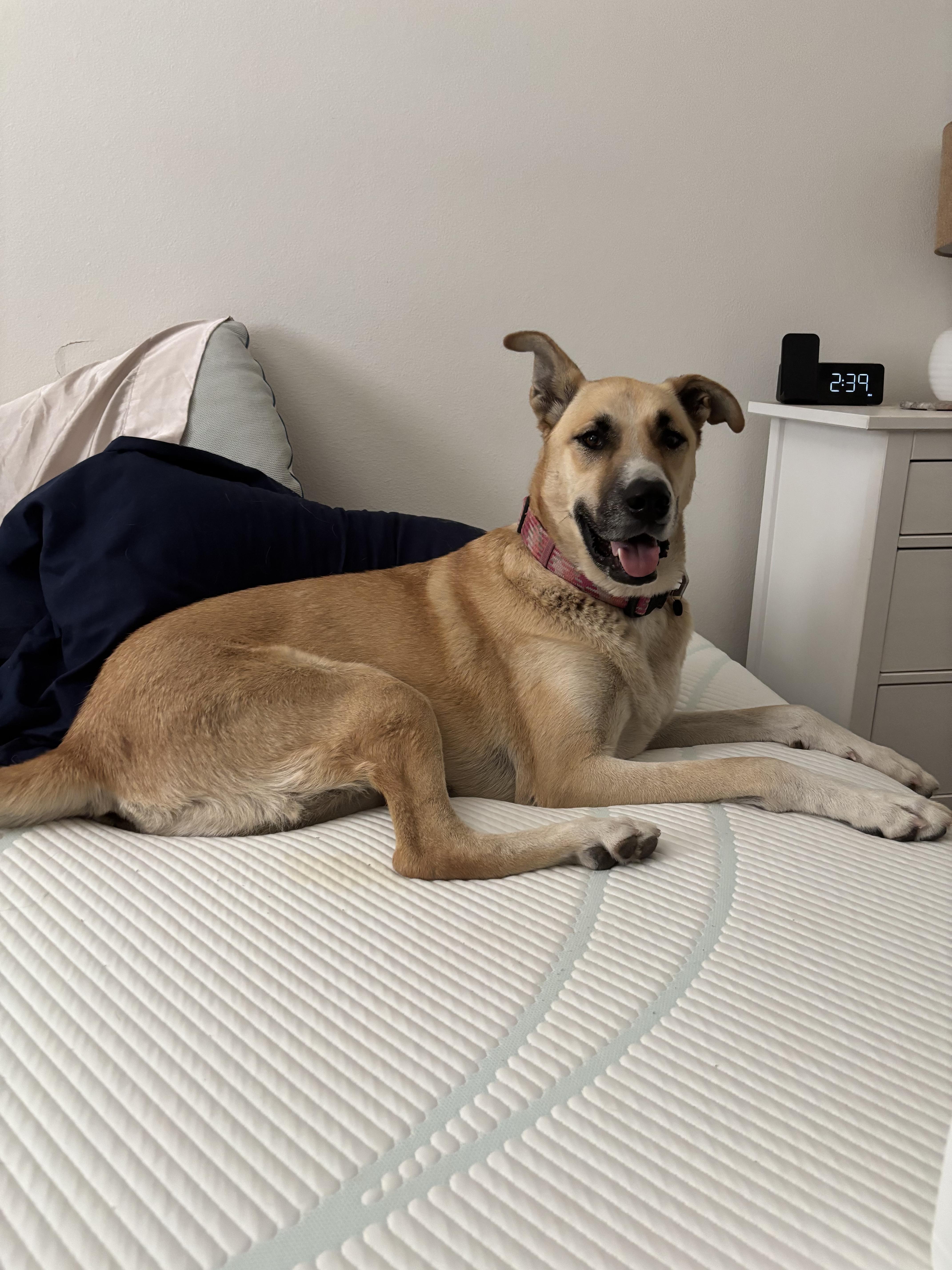 Brandy - a gentle giant who checks all the boxes, Adoptable, Adult Female Turkish Kangal.