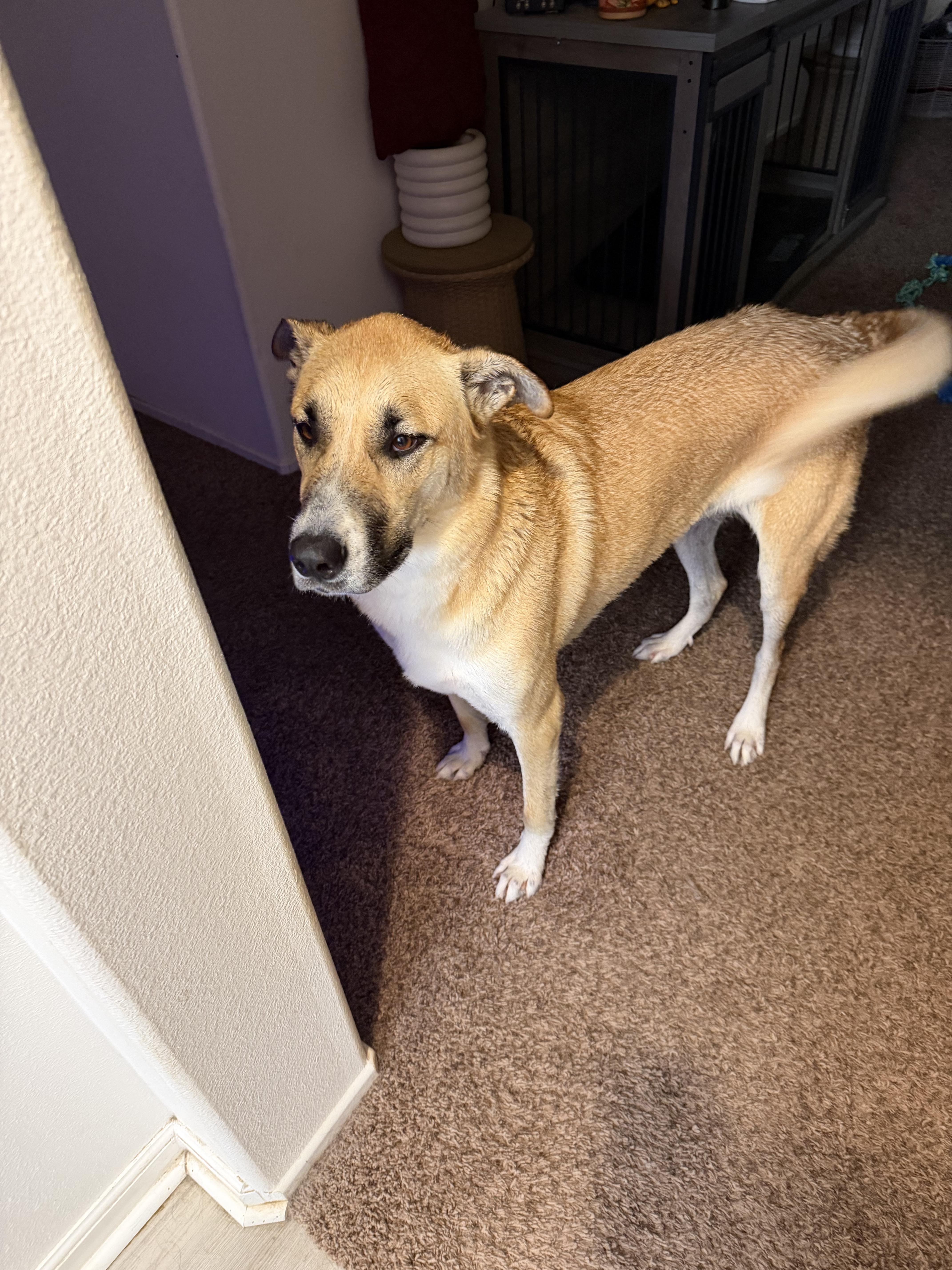 Brandy - a gentle giant who checks all the boxes, a Adoptable Turkish Kangal in La Quinta , CA image 6/6