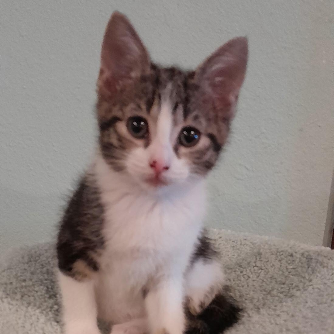 Enlarge Melanie, an adopted Domestic Short Hair in Hot Springs, AR image 1/1