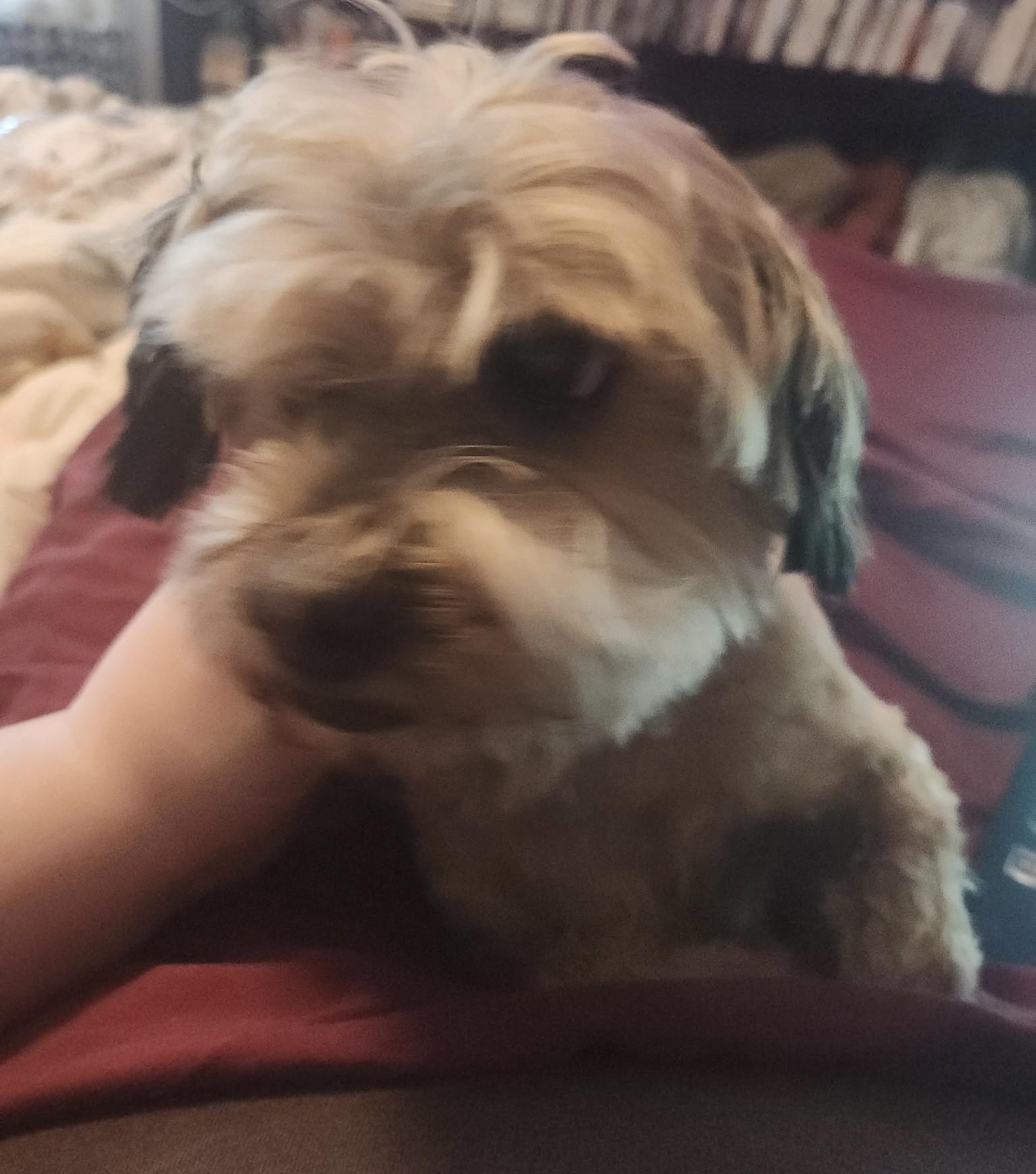 Enlarge Chase, a Adoptable mixed breed in Frederick, MD image 5/5