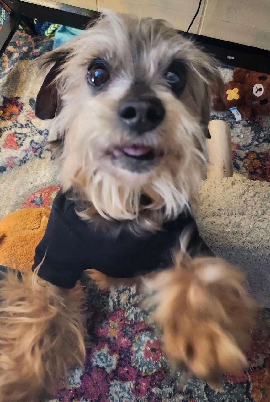 Chase, Adoptable, Senior Male Yorkshire Terrier.