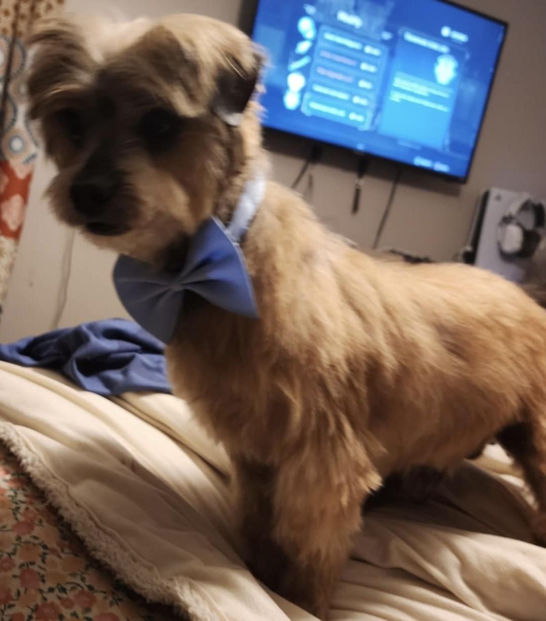 Enlarge Chase, a Adoptable mixed breed in Frederick, MD image 2/5