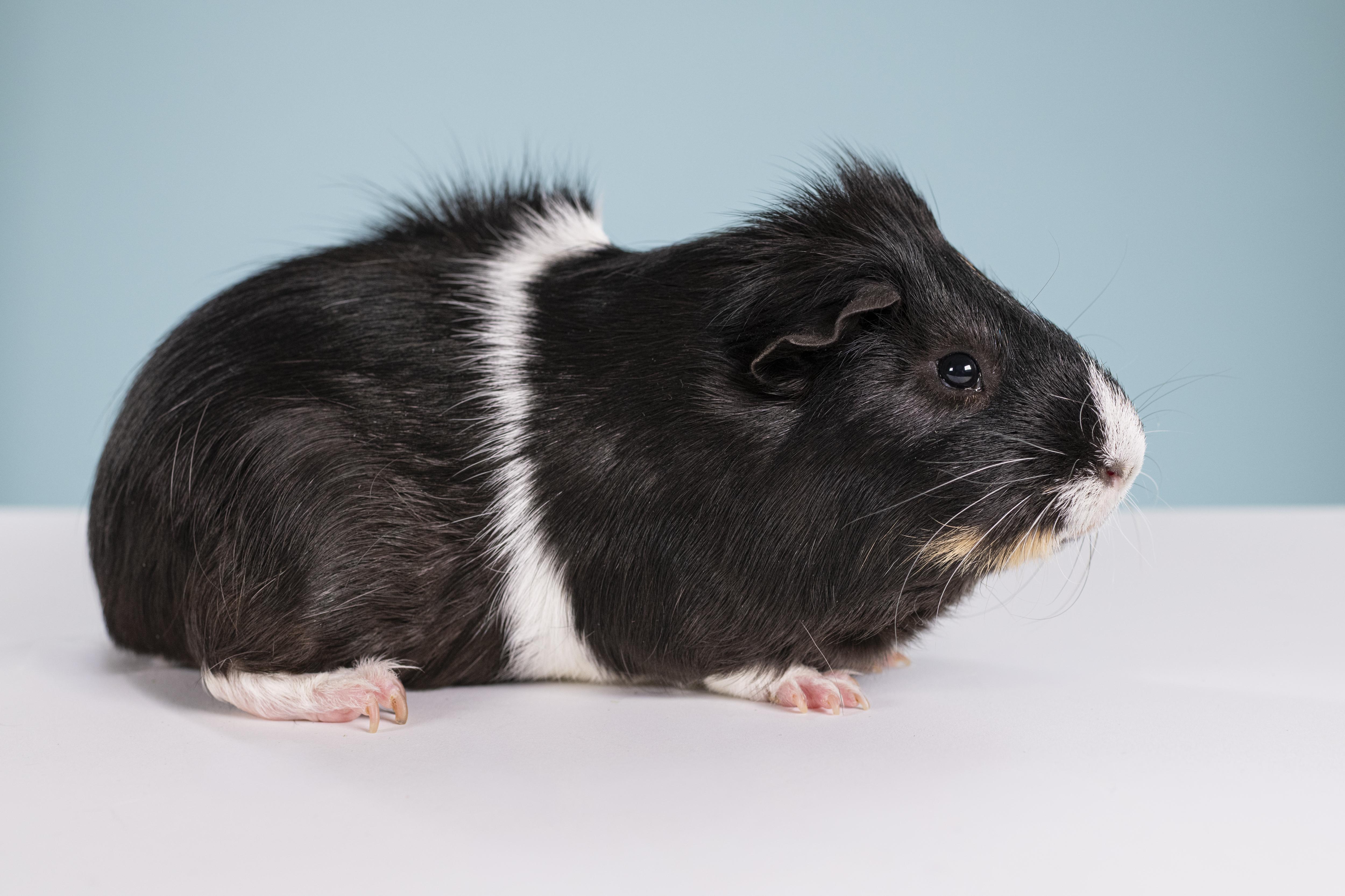 Enlarge Slider (Bonded with Ice Man), a ADOPTABLE Guinea Pig in Frederick, MD image 3/3