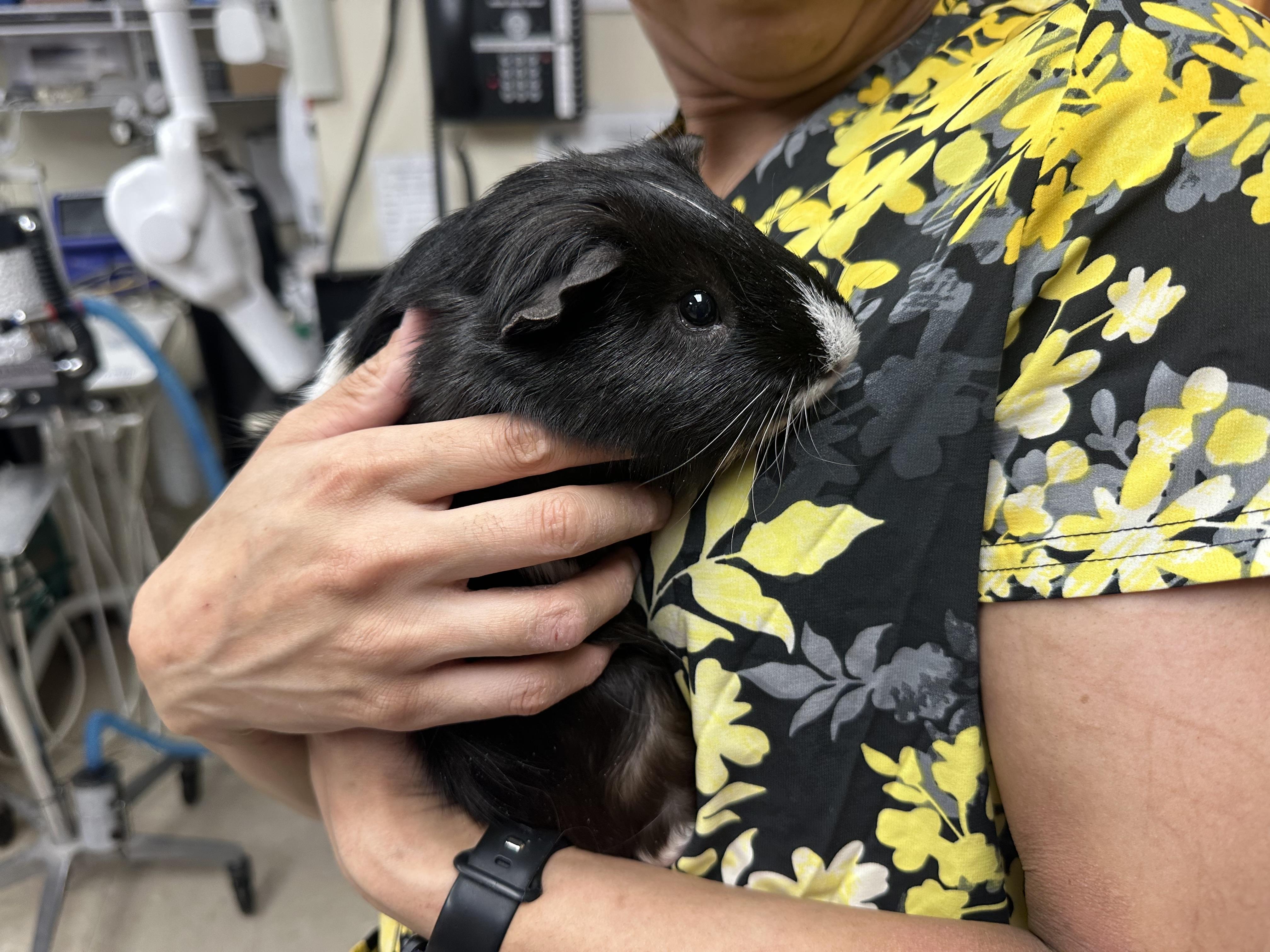 Slider (Bonded with Ice Man), ADOPTABLE, Adult Male Guinea Pig.