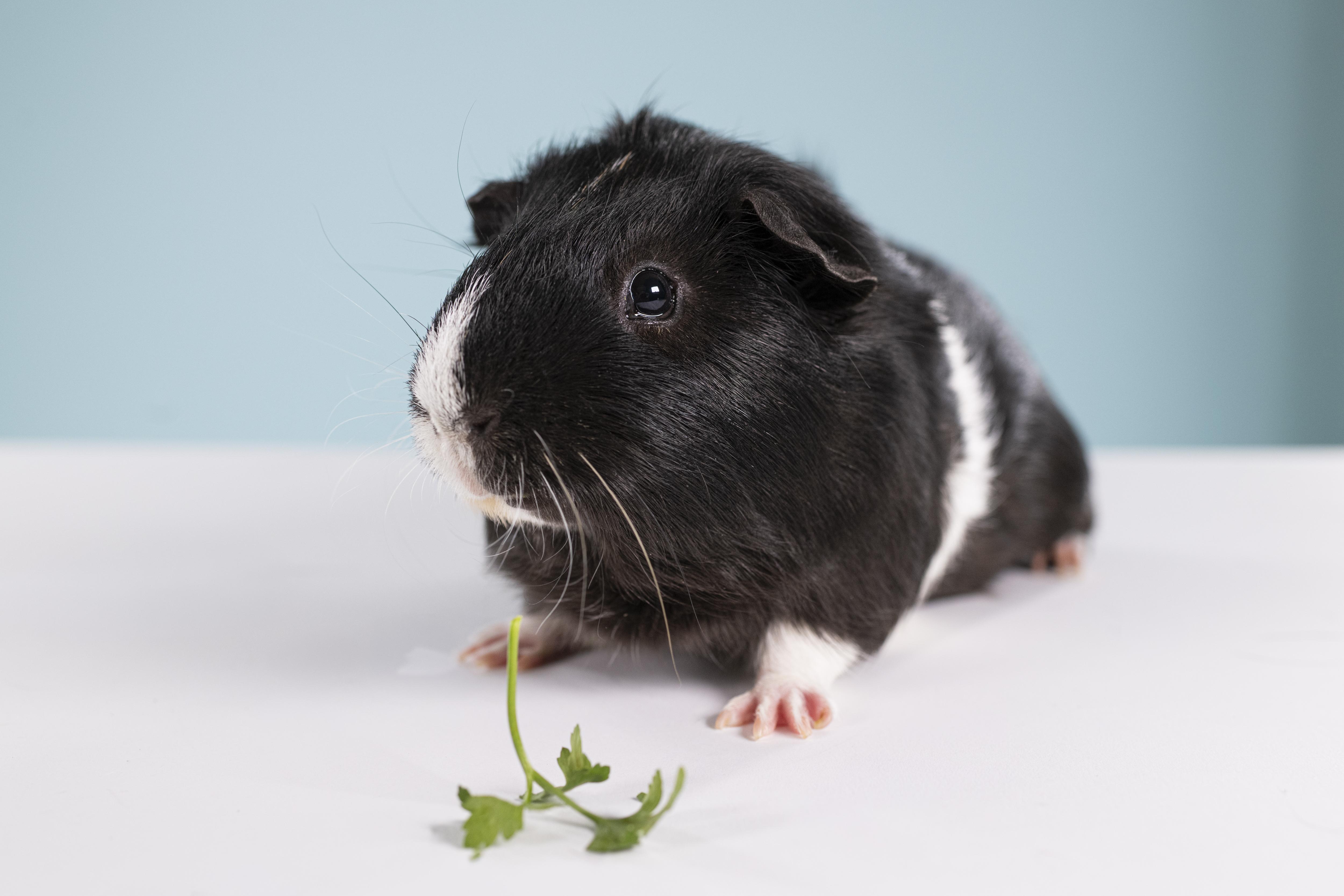 Enlarge Slider (Bonded with Ice Man), a ADOPTABLE Guinea Pig in Frederick, MD image 1/3