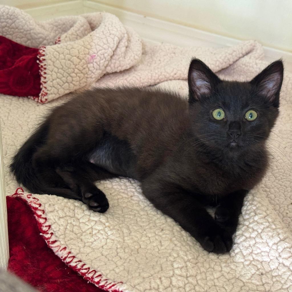 Sugar 🍭, Adoptable, Kitten Female Domestic Short Hair.
