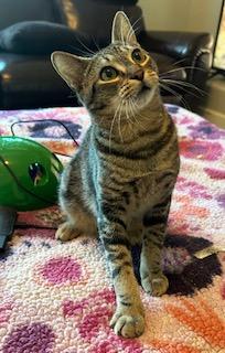 Enlarge Seagram, a Adoptable mixed breed in El Dorado Hills, CA image 1/3