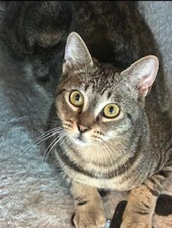 Enlarge Seagram, a Adoptable mixed breed in El Dorado Hills, CA image 2/3