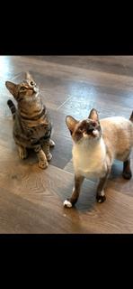 Enlarge Seagram, a Adoptable mixed breed in El Dorado Hills, CA image 3/3