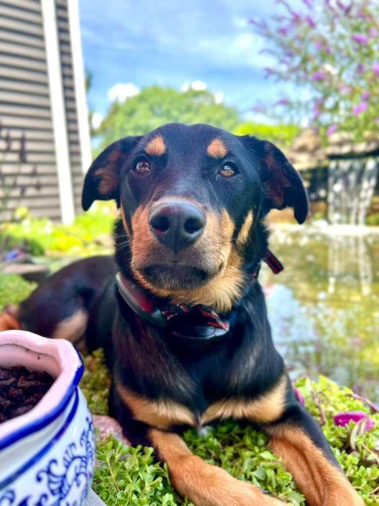 Mocha (TX) aka Noir, a Adoptable mixed breed in New York, NY image 1/3