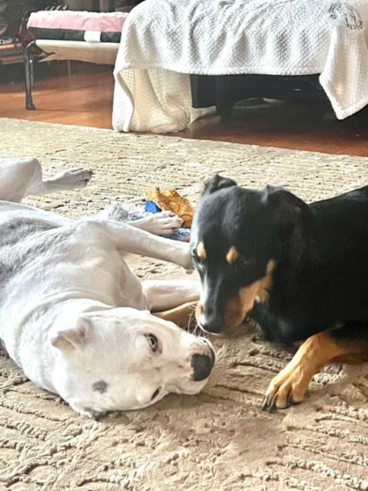 Mocha (TX) aka Noir, Adoptable, Adult Male Rottweiler & Doberman Pinscher.