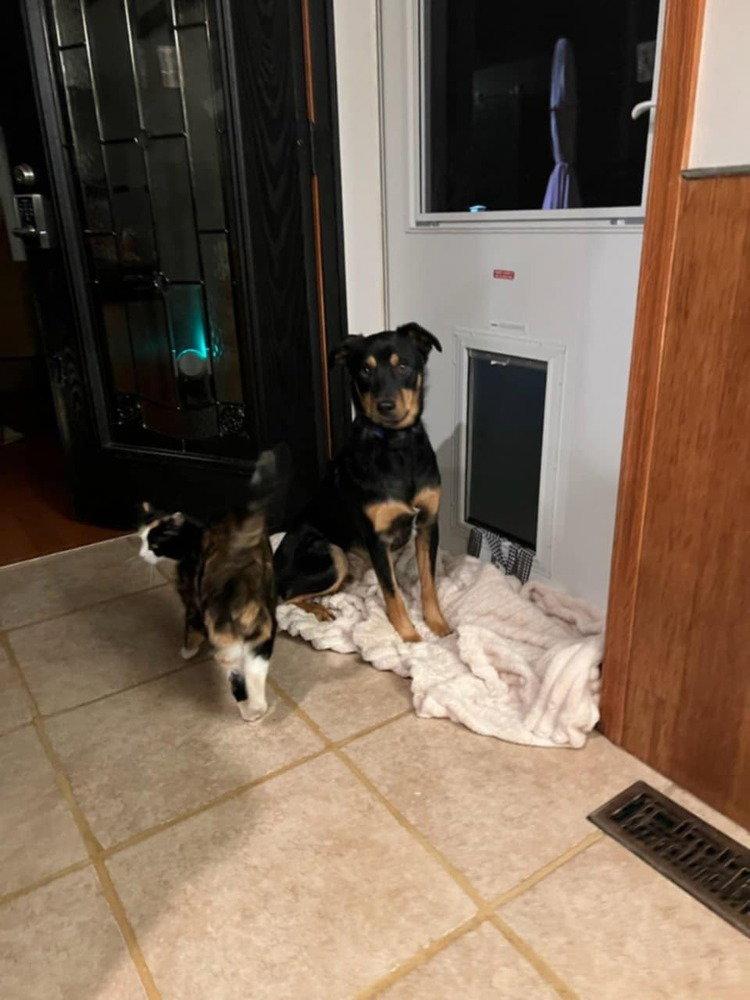 Mocha (TX) aka Noir, a Adoptable mixed breed in New York, NY image 2/3