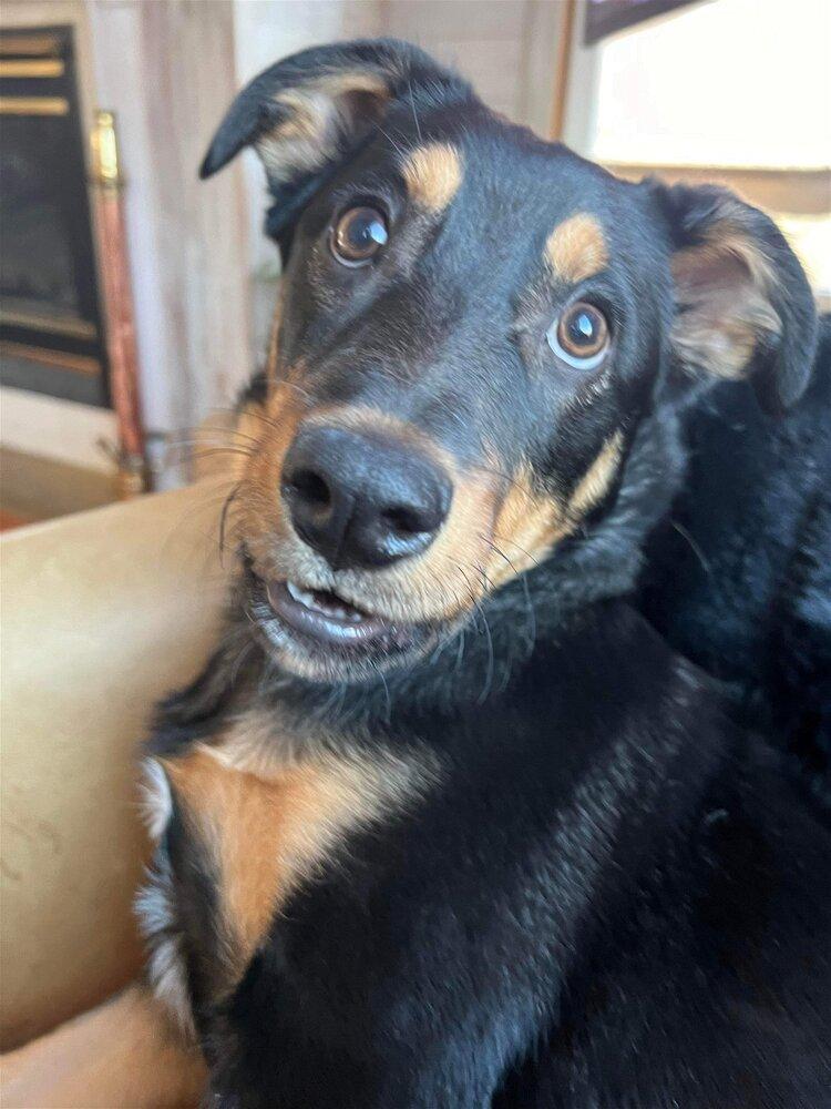 Mochaaka Noir thumbnail 3