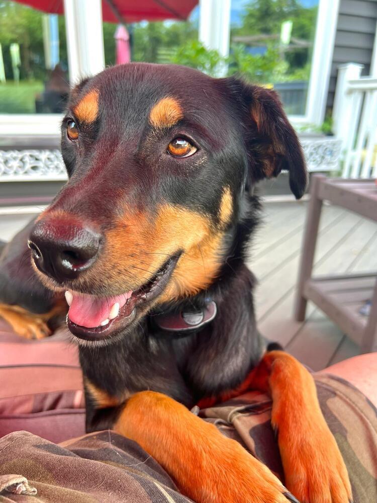 Mocha (TX) aka Noir, a Adoptable mixed breed in New York, NY image 3/3