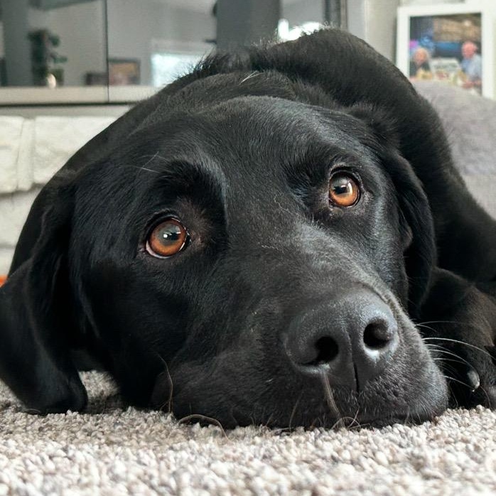 Enlarge Rico, a Adoptable Labrador Retriever in Indianapolis, IN image 2/6