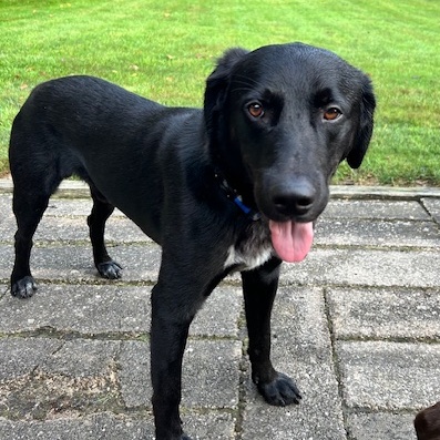 Enlarge Rico, a Adoptable Labrador Retriever in Indianapolis, IN image 5/6