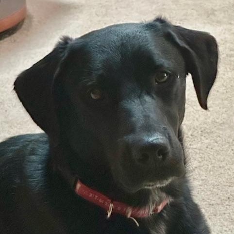 Rico, Adoptable, Young Male Labrador Retriever.