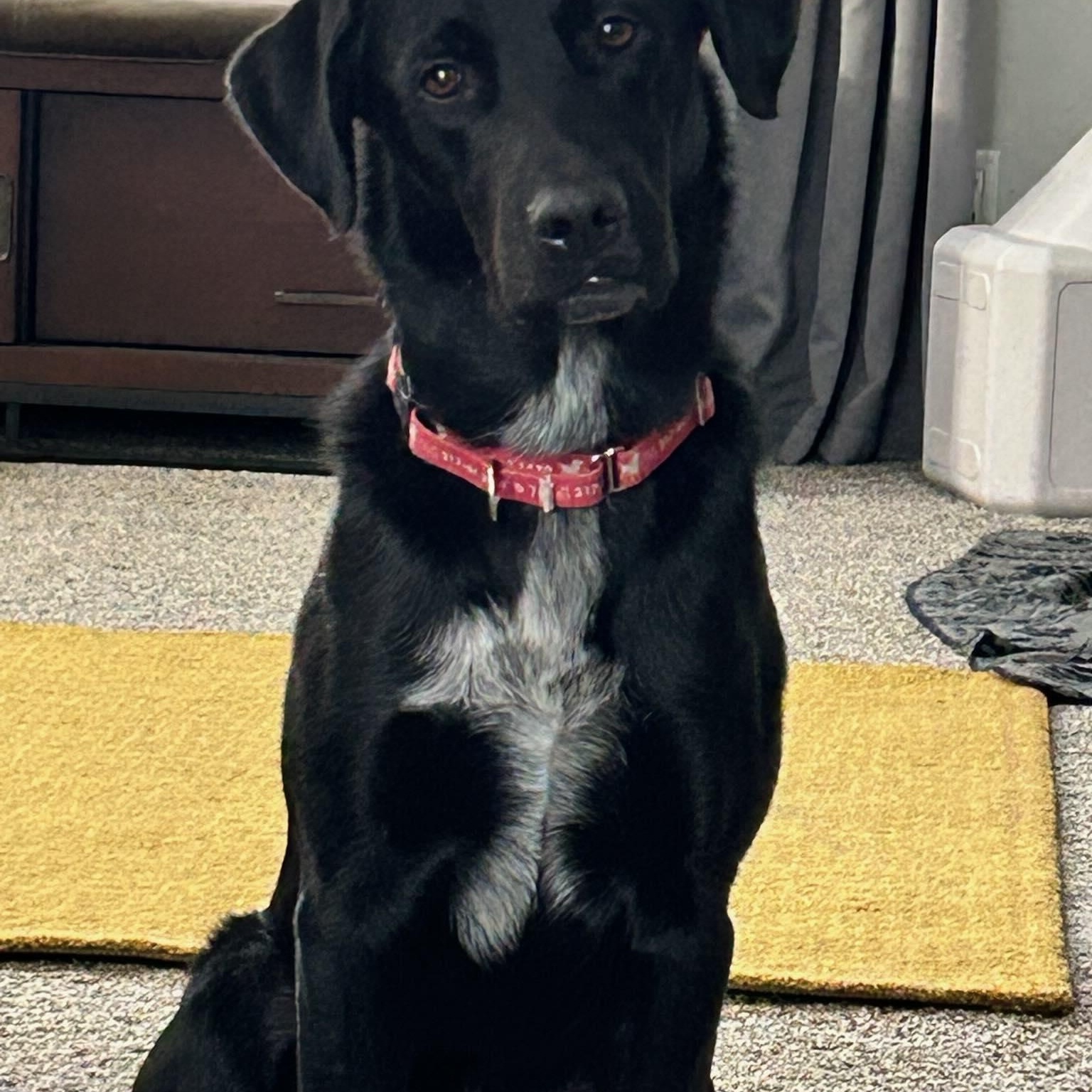 Enlarge Rico, a Adoptable Labrador Retriever in Indianapolis, IN image 4/6