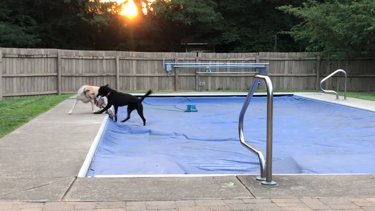 Enlarge Rico, a Adoptable Labrador Retriever in Indianapolis, IN video 6/6