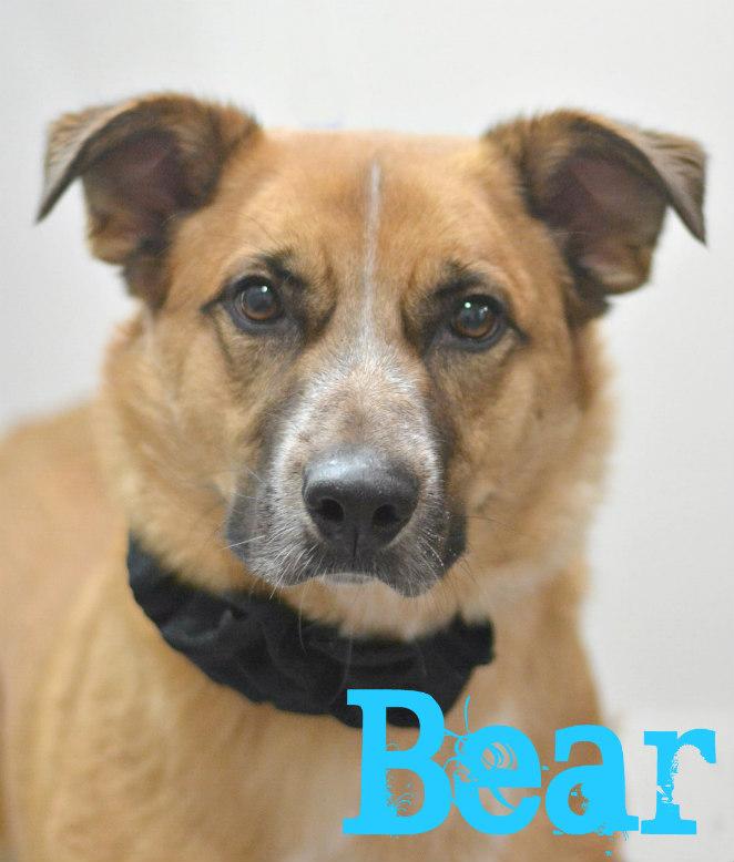 Bear, Adoptable, Adult Male Border Collie & Australian Cattle Dog / Blue Heeler.