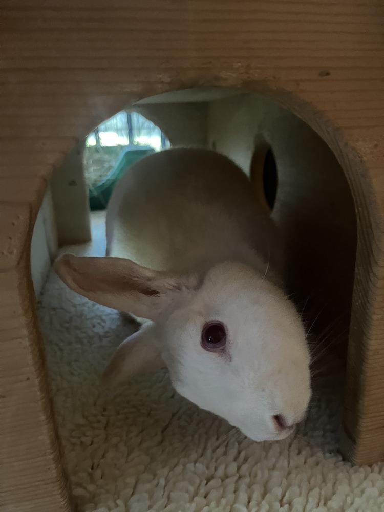 Enlarge Emma, a Adoptable Florida White in Naples, FL image 1/4