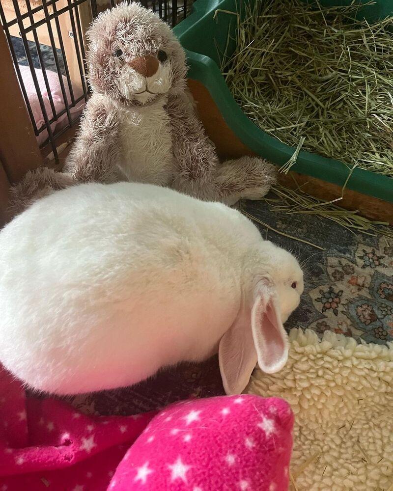 Enlarge Emma, a Adoptable Florida White in Naples, FL image 2/4