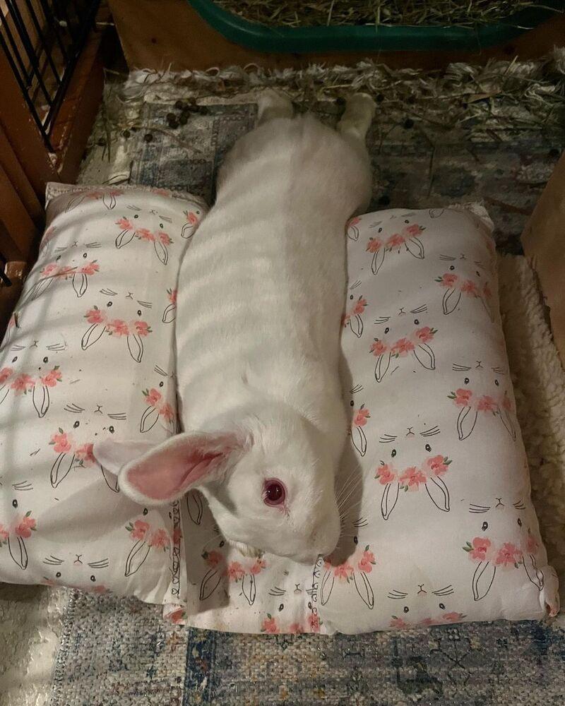 Emma, Adoptable, Adult Female Florida White.