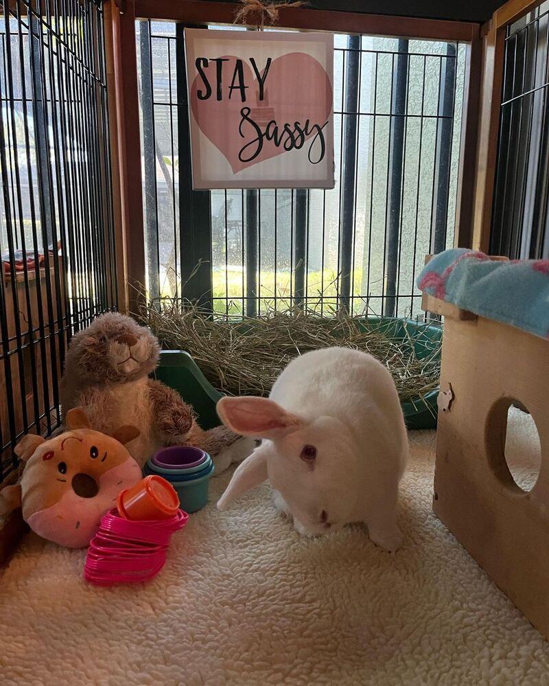 Enlarge Emma, a Adoptable Florida White in Naples, FL image 4/4