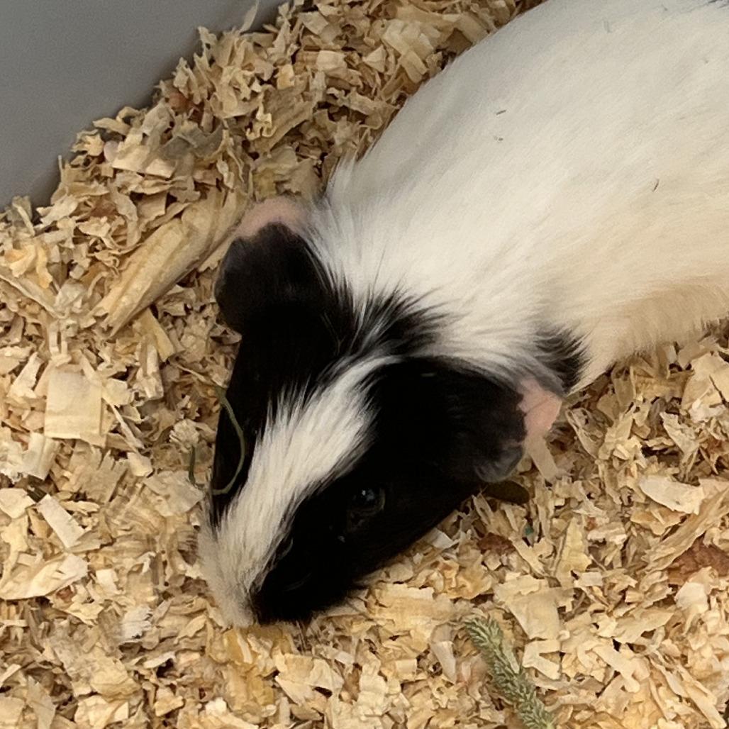 Enlarge Wednesday, a Adoptable Guinea Pig in Camden, DE image 1/1